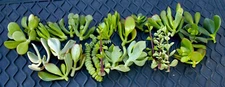 20+ Jade Succulent Cuttings - Mixed Varieties with Instructions & Free Shipping