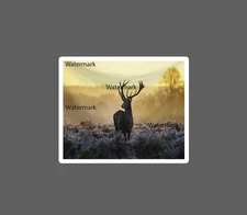 Deer Sticker Field Morning Waterproof NEW