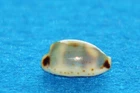 Cypraea Ursellus Jomi - uncommon