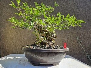 original bonsai 15 Years Old Bonsai Tree - Chinese Elm