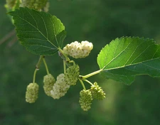 Morus alba WHITE MULBERRY Tree Seeds