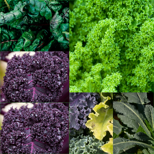 CHOOSE YOUR "HEIRLOOM SEEDS" Bulk ASSORTMENT Garden Bulk HEIRLOOM Vegetables - Picture 18 of 55