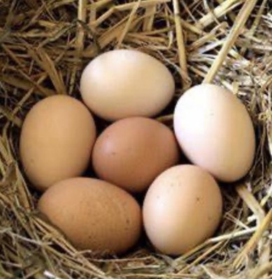 Dozen Cochin Bantam Eggs for Hatching