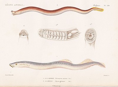 Neunauge lamprey Schleimaal  Aal Fische fishes engraving Stahlstich Cuvier 1849.