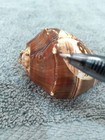 Hand Carved Sea Horse On Sea Shell — photo 7