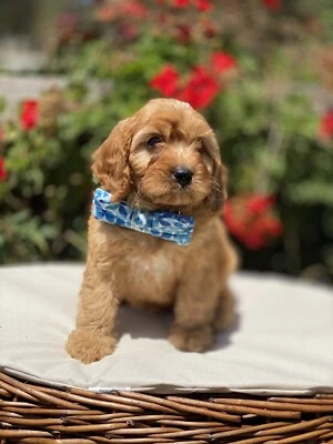 cavoodles for sale gumtree