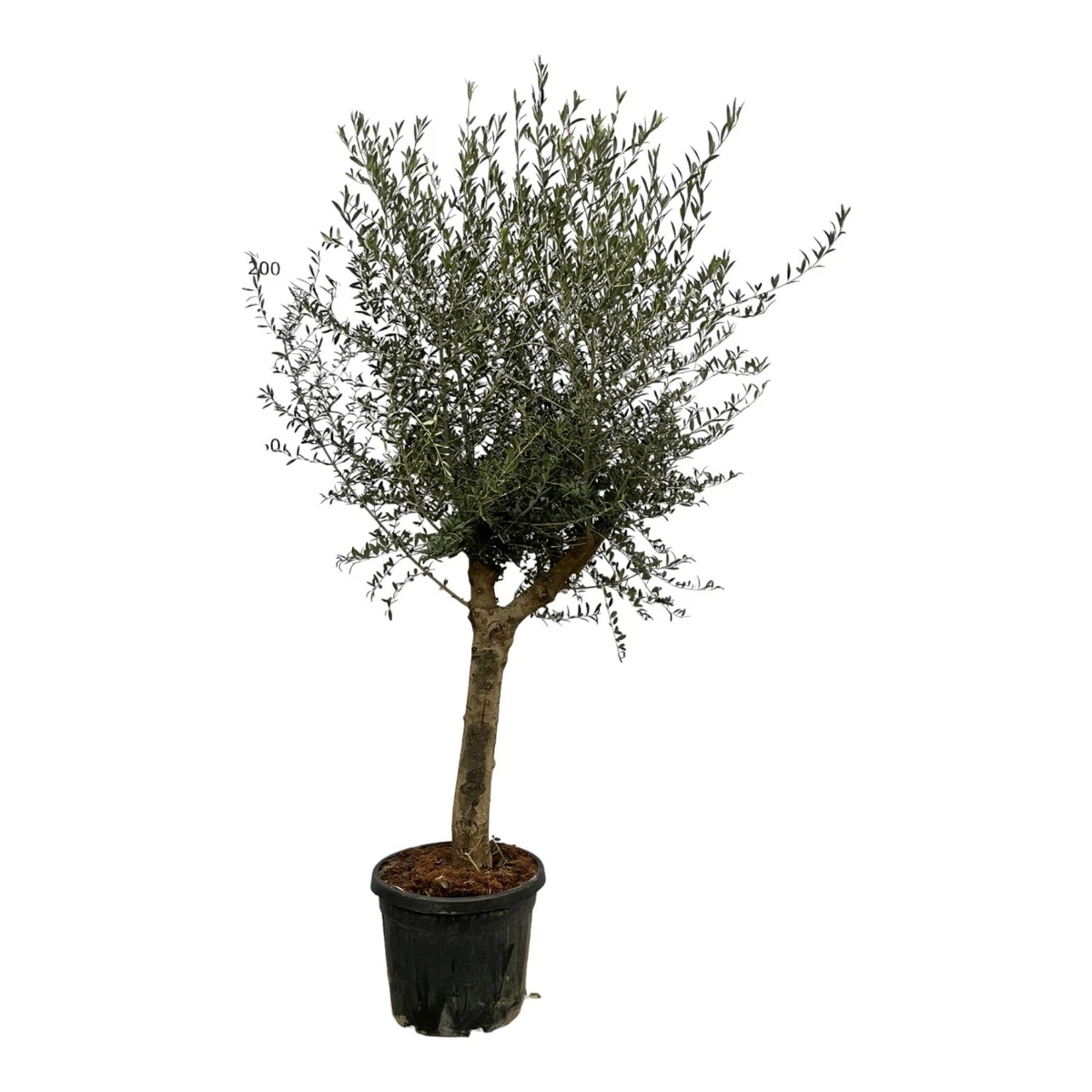 thuja comp weleda Weleda Echinacea Thuja Comp. 100ml – KimiKim Organics main image 1