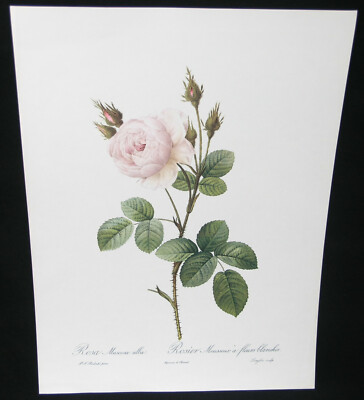 ROSA MUSCOSA ALBA White - Pink Botanical Rose print by Pierre