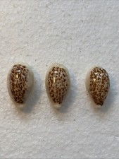 Cypraea coxeni/Eclogavena coxeni/Cypraeidae/Eclogavena 24,5-26,5mm GEM FUNDDATEN