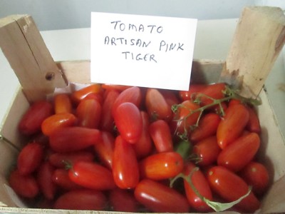TOMATO ARTISAN PINK TIGER 50 SEEDS | eBay