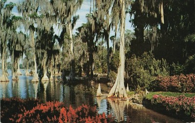 Cypress Gardens FL Lake Eloise Spanish Moss Trees Vintage Postcard