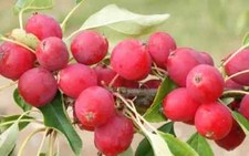 25+ Dolgo (Pink Glow) Crabapple Seeds for Garden Planting - USA - FREE SHIPPING!