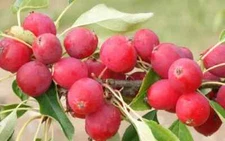 25+ Dolgo (Pink Glow) Crabapple Seeds for Garden Planting - USA - FREE SHIPPING!