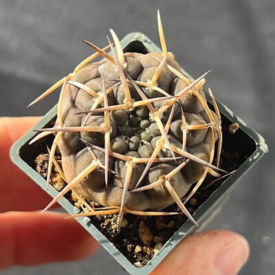 A4-1584.  Gymnocalycium riojense v. paucispinum  (Own roots)