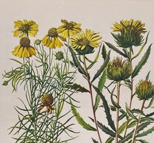 Vintage Flower Art Book Plate 228 Spanish Daisy And Gumweed