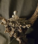 Legends Bronze Eagle Sunday Brunch Kitty Cantrell Mixed Media Statue Signed #121 — photo 8