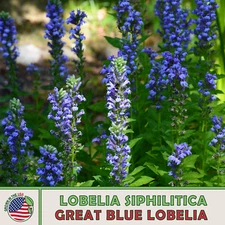 1000 Great Blue Lobelia Seeds, Lobelia siphilitica, Bee & Butterfly Attractor