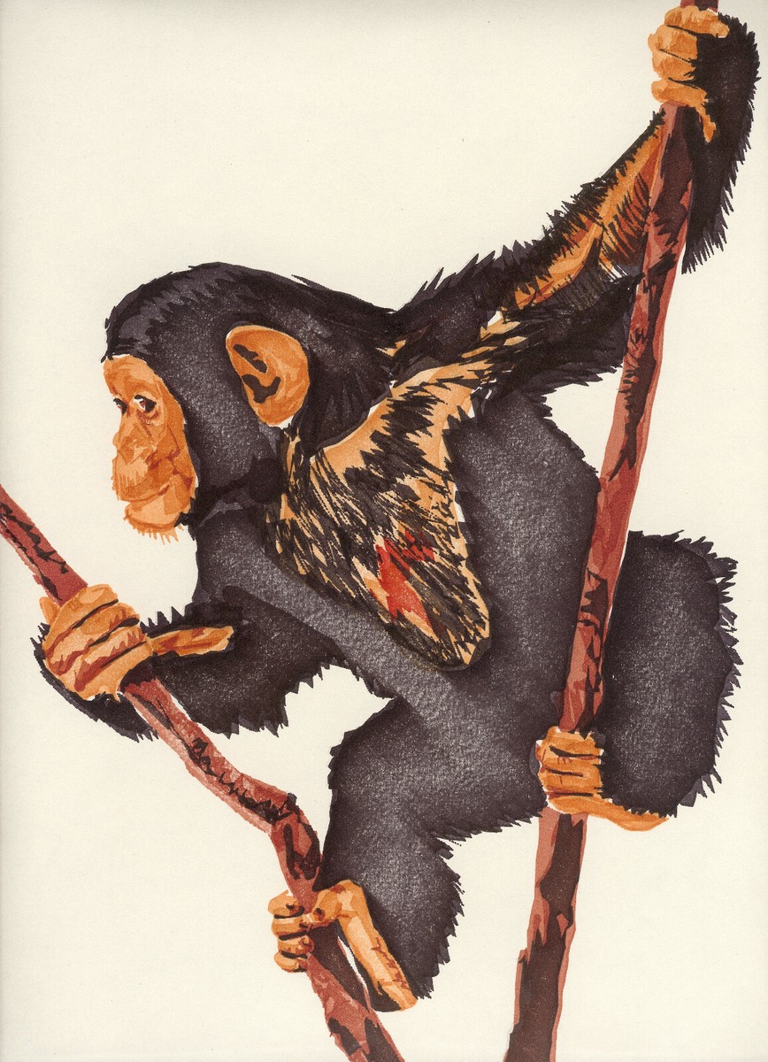 Crypto chimps nft (84) foto