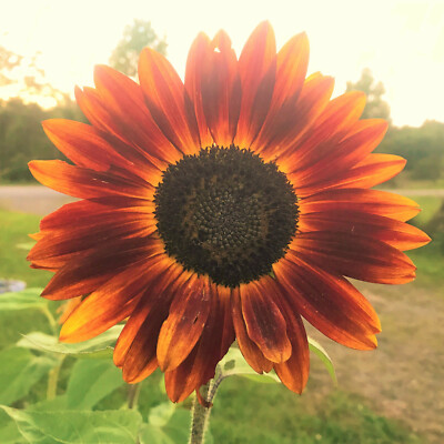 Evening Sun Sunflower Seeds | Bicolor Multicolor Flowers Sun Evening Sun Sunflower Seeds | Bicolor Multicolor Flowers Sun