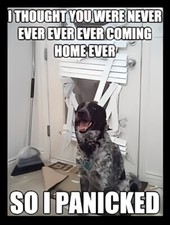 I Thought You Were Never Ever Coming Home So I Panicked Dog Protect Pet MAGNET