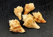 Carved Conch Shell Decorative Oceanic Animals (5 shells approx. 3+ inches)