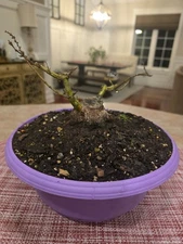 Sumo Kotohime Japanese Maple Bonsai