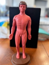 How My Body Works Anatomical Model Of Male Body From 1992