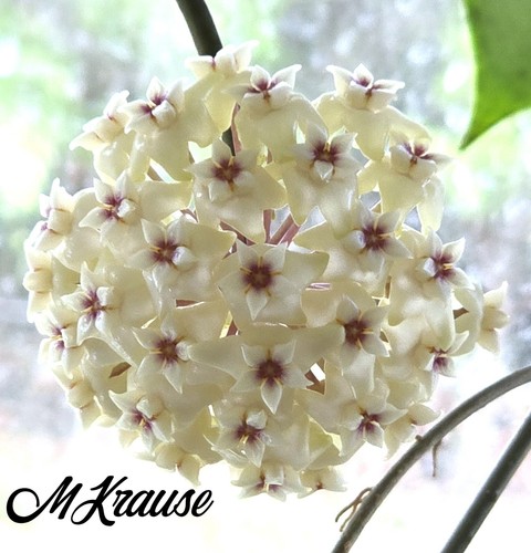 Hoya Wibergiae - Newly Rooted - Splashy ! Splash turns PINK!! #P