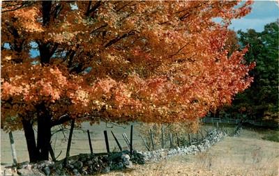 Autumn Glory, maple tree, stone wall, farmers, fence, haying, Warren Postcard