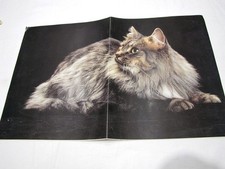 Poster doppia pagina di rivista gatto norvegese main coon 28 x 44 cm manifesto