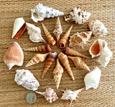 22 PIECE MEDLEY OF BEAUTIFUL MEDIUM SEA SHELLS 2" TO 3" TALL - CRAFTING