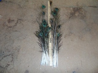 Purple and Cameo peacock eye feathers 12 36 inches fly tying craft feather