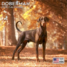 Doberman Calendar 2026 - Dog Breed Wall Calendar - Made in the USA!