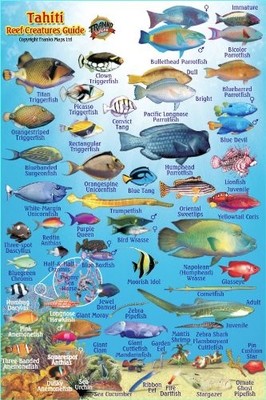 TAHITI REEF CREATURES GUIDE FRANKO MAPS LAMINATED FISH By Franko Maps Ltd. *NEW*