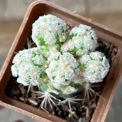 A30-64 Mammilaria theresae f. albiflora, grafted