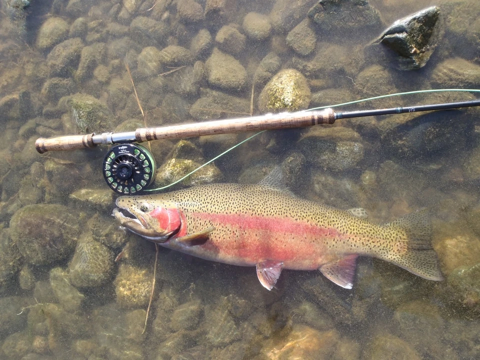 Moscas de pesca con mosca Irideus huevo libre de culpa Caddis trucha moscas río Steelhead Foto 4 de 4