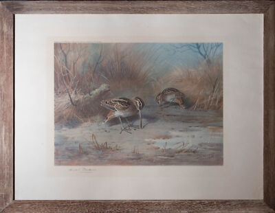 Archibald Thorburn (1860-1935) - 1923 Lithographie, Paar Schnepfe