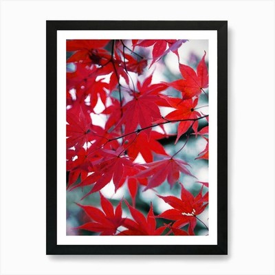 Rote Ahornblätter Natur Fotografie gerahmtes Wandbild Poster Leinwanddruck Bild
