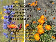 Orangerotes Habichtskraut, Hieracium aurantiacum, hawkweed, 250 seeds, samen