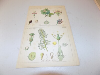 1848 Antique Floral Print  / COMMON GOOSEBERRY & THE GRAPE VINE