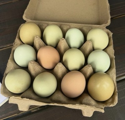 Barnyard Olive Egger Mix  6+ Hatching Eggs