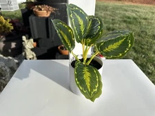 New 4 PACK ARTIFICIAL Verigated Plants Potted Faux Plant - by Threshold