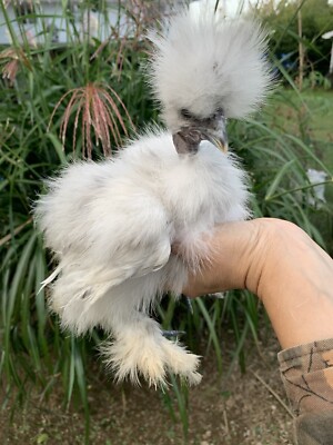 4 (+2 free!) Fertile Silkie, Showgirl, Frizzle X Sizzle Bearded And Crested Eggs