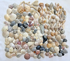 Lot of 200 Assorted Natural Sea Shells Small to Medium Size Estate Crafts Decor