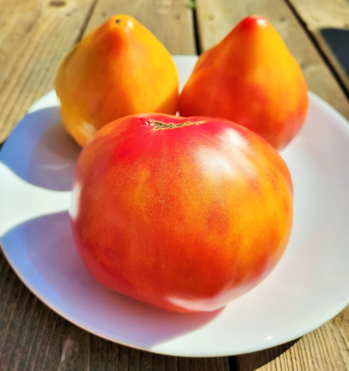 Canadian Heritage tomato, 15+ seeds, COMBINED SHIPPING | eBay