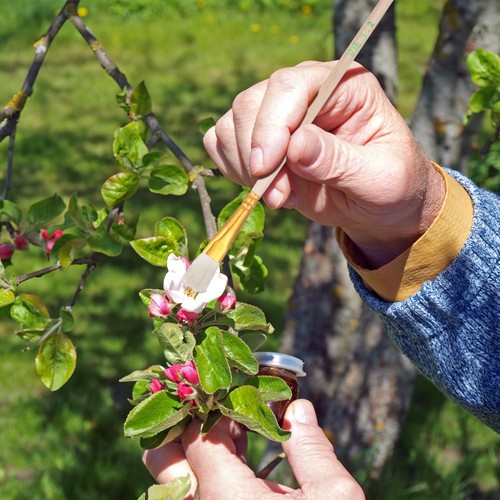 8Pcs Portable Pollinator Tool For Outdoor Plant Pollination Needs - 第 4/12 張圖片