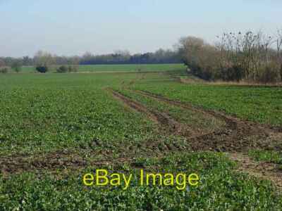 Photo 6x4 Farmland Lyford An oil-seed rape crop beside the road from Den c2008