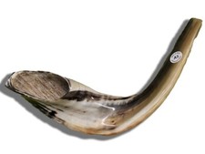 Shofar Ram Horn Polished Kosher 16" - 17" Made In Israel