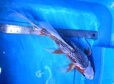 17” *BUTTERFLY KOI ASAGI*  ONE OF A KIND,  SUPER FRIENDLY AA+ CSRAKOi