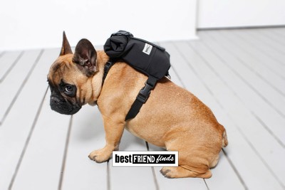 backpack for french bulldog